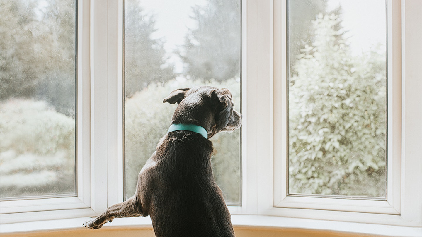 Pet calm plug sales in